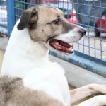 Fireworks cause physical suffering and risk to animals