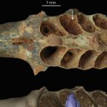 Fossil bee nests built in the jaws of prehistoric mammals are found in the Dominican Republic