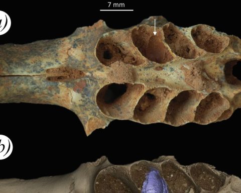 Fossil bee nests built in the jaws of prehistoric mammals are found in the Dominican Republic