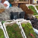Green Christmas at risk: tons of illegally extracted moss seized in Junín and Huánuco