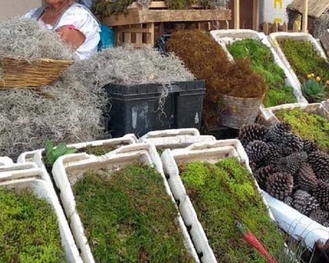 Green Christmas at risk: tons of illegally extracted moss seized in Junín and Huánuco