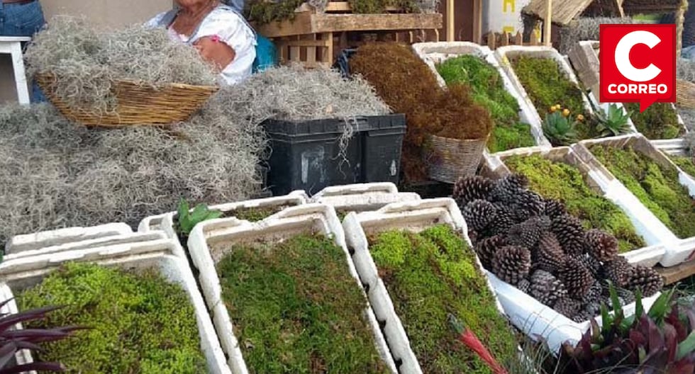 Green Christmas at risk: tons of illegally extracted moss seized in Junín and Huánuco