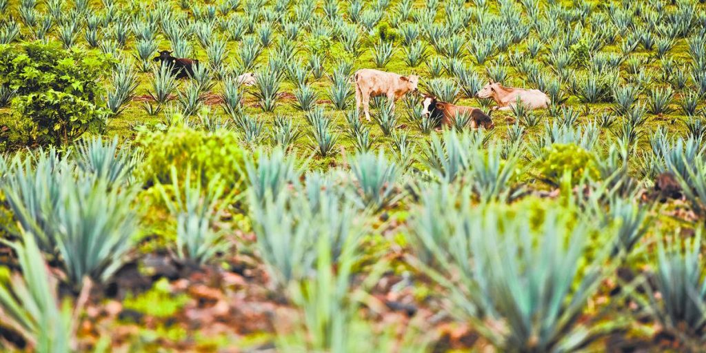 Green taxonomies and bonuses continue to adapt in LA