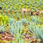 Green taxonomies and bonuses continue to adapt in LA