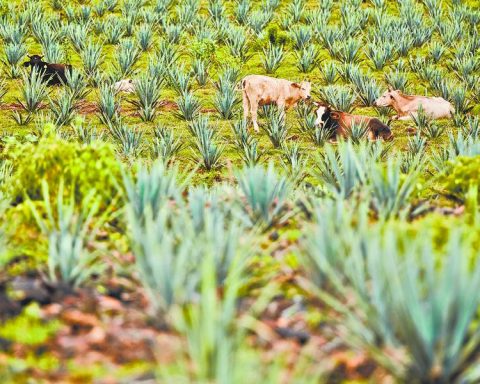 Green taxonomies and bonuses continue to adapt in LA