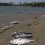 Gulf communities demand meeting with Sheinbaum to address oil damage