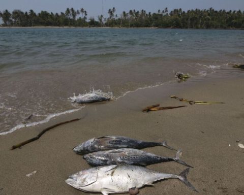 Gulf communities demand meeting with Sheinbaum to address oil damage