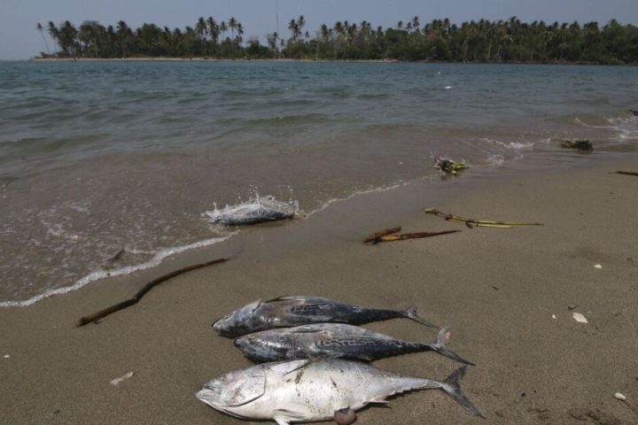 Gulf communities demand meeting with Sheinbaum to address oil damage