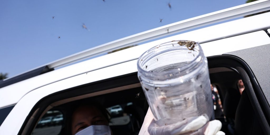 Health releases sterile mosquitoes to stop Aedes reproduction