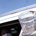 Health releases sterile mosquitoes to stop Aedes reproduction