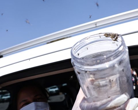 Health releases sterile mosquitoes to stop Aedes reproduction