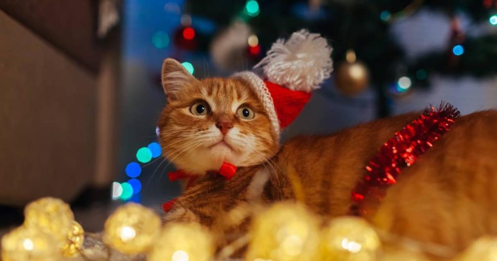 How can I protect my Christmas tree from cats?