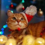 How can I protect my Christmas tree from cats?