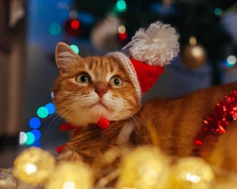 How can I protect my Christmas tree from cats?