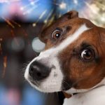 How to calm a dog scared by gunpowder? 5 tips