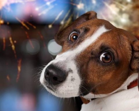 How to calm a dog scared by gunpowder? 5 tips
