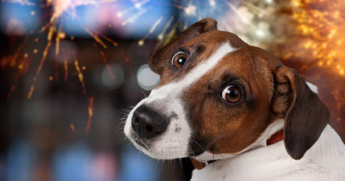 How to calm a dog scared by gunpowder? 5 tips