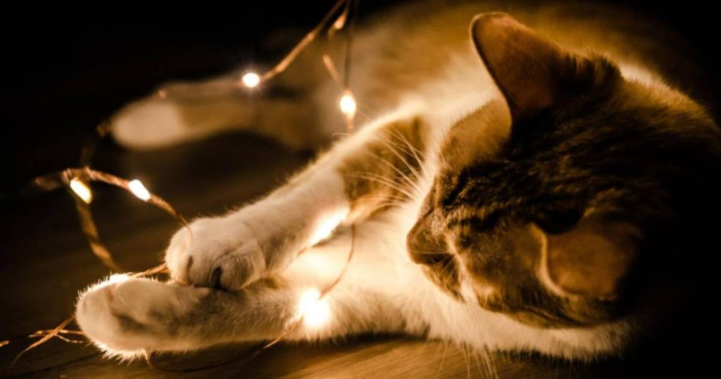 How to prevent cats from eating Christmas lights?