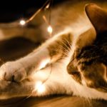 How to prevent cats from eating Christmas lights?
