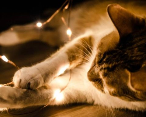 How to prevent cats from eating Christmas lights?