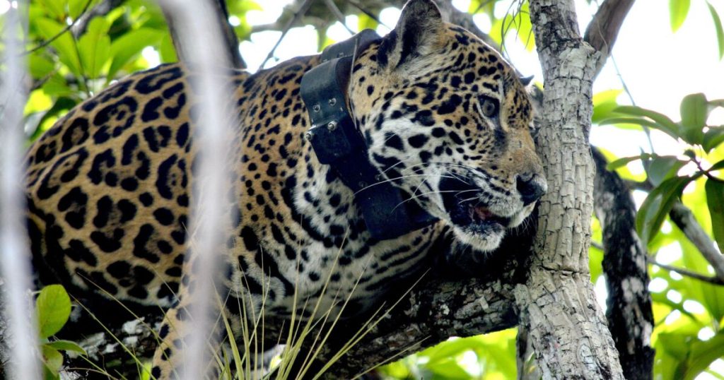 Illegal trade in the jaguar, symbol of the 2026 World Cup, continues on platforms and networks