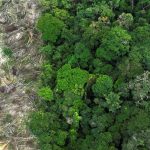 In Amazonas, 62% of logging is done illegally