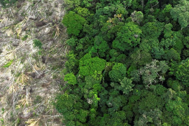 In Amazonas, 62% of logging is done illegally