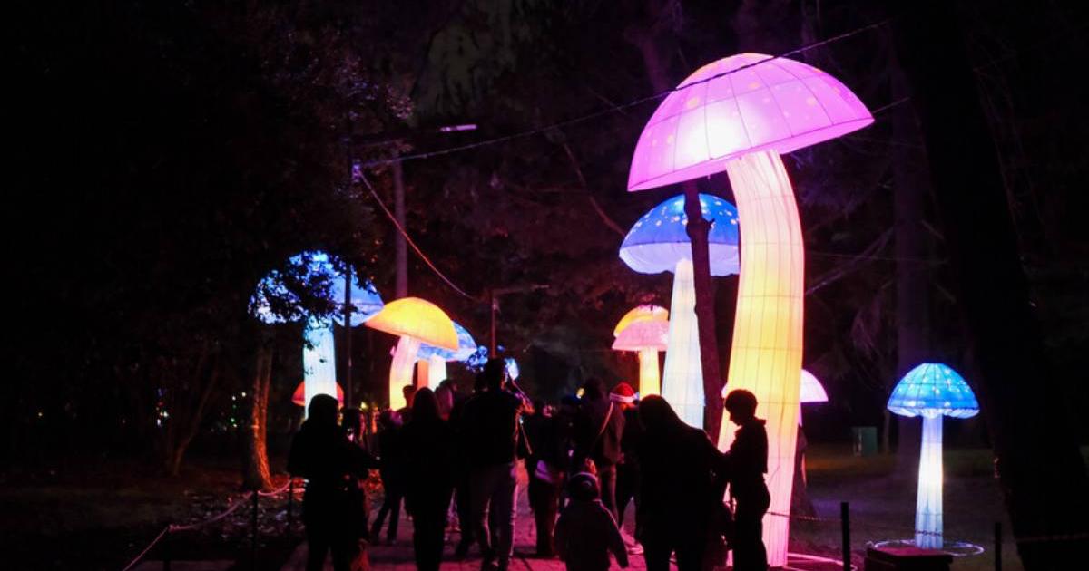 Lighting in the Botanical Garden of Bogotá 2025: Dates, times and prices