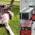 Little dog goes viral on networks for climbing on the roof of a TransMilenio: this happened