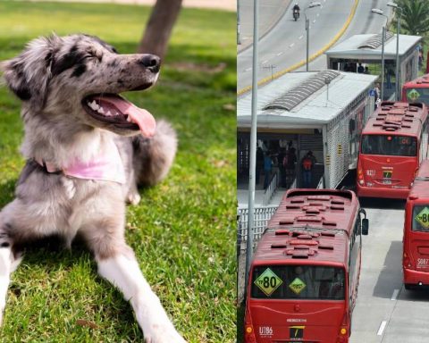 Little dog goes viral on networks for climbing on the roof of a TransMilenio: this happened