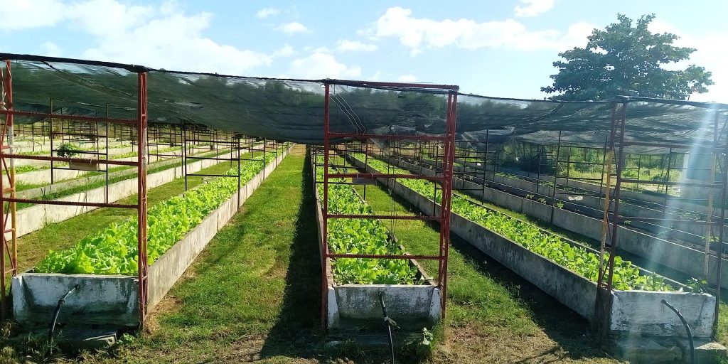 Marrero celebrates anniversary of urban agriculture in a Cuba with hunger and chronic shortages