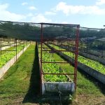 Marrero celebrates anniversary of urban agriculture in a Cuba with hunger and chronic shortages