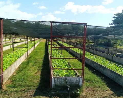 Marrero celebrates anniversary of urban agriculture in a Cuba with hunger and chronic shortages