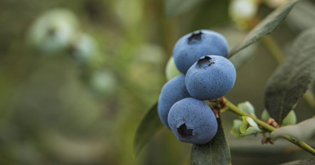 Mexico and the agricultural challenge that opens the review of the T-MEC in 2026