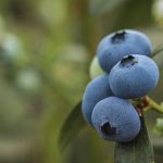 Mexico and the agricultural challenge that opens the review of the T-MEC in 2026