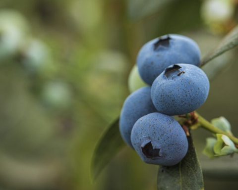 Mexico and the agricultural challenge that opens the review of the T-MEC in 2026