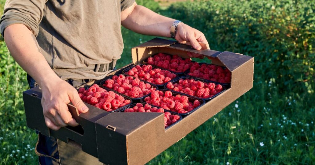 Mexico causes friction in the US raspberry market in the run-up to the T-MEC