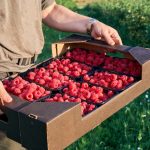 Mexico causes friction in the US raspberry market in the run-up to the T-MEC