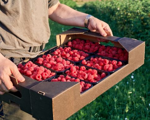 Mexico causes friction in the US raspberry market in the run-up to the T-MEC