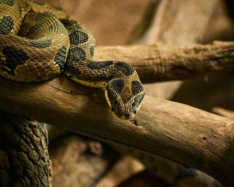 Desinformación sobre importación a RD de serpientes venenosas: el Zoológico aclara la verdad