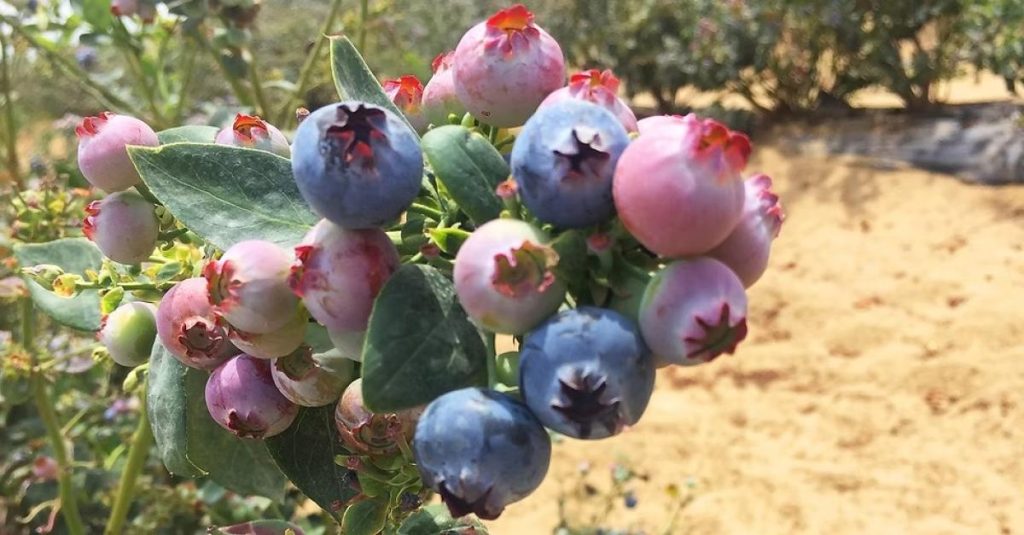 Moody's: Peru consolidates itself as the world's leading producer of blueberries