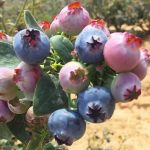 Moody's: Peru consolidates itself as the world's leading producer of blueberries