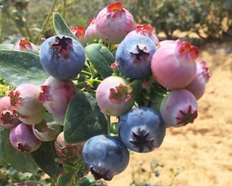 Moody's: Peru consolidates itself as the world's leading producer of blueberries