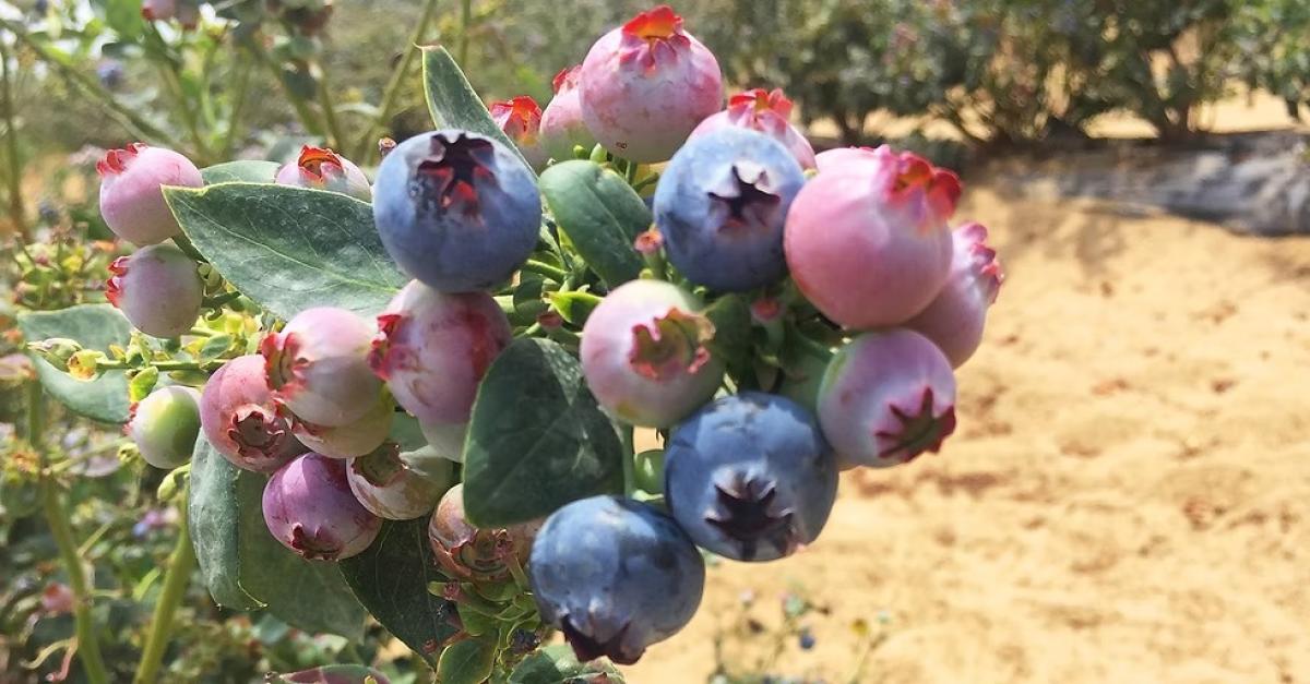Moody's: Peru consolidates itself as the world's leading producer of blueberries