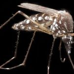 Un mosquito 'Aedes aegypti', transmisor del dengue y el chikunguña
