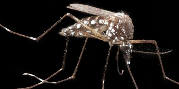Un mosquito 'Aedes aegypti', transmisor del dengue y el chikunguña