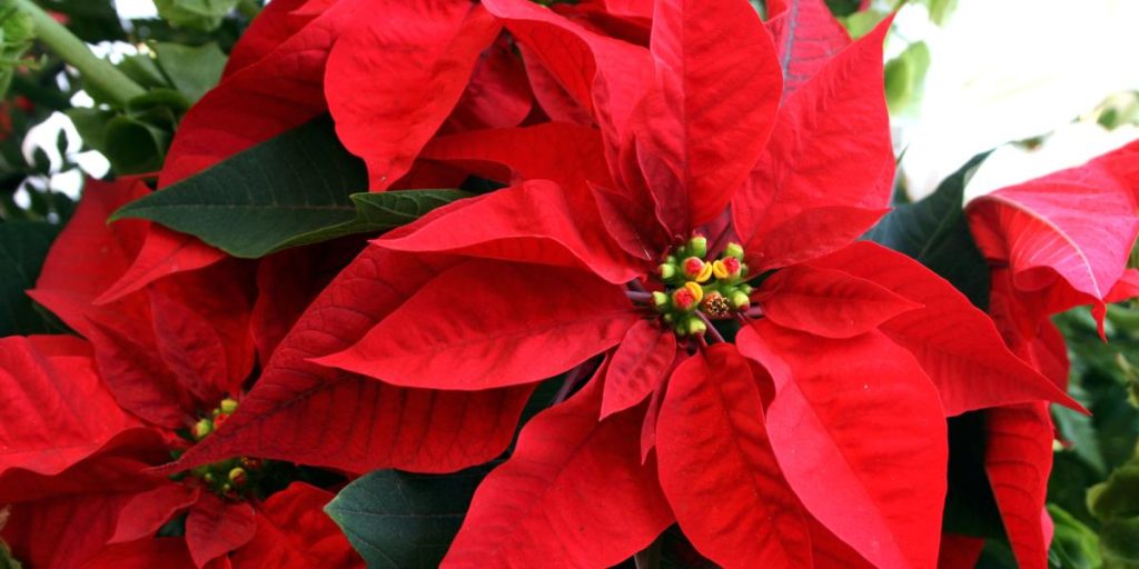 National Christmas Eve Day: why it is celebrated on December 8 and which states produce it