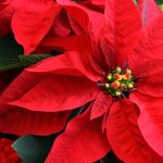 National Christmas Eve Day: why it is celebrated on December 8 and which states produce it