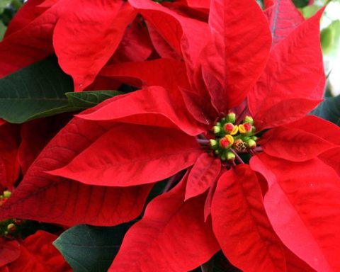 National Christmas Eve Day: why it is celebrated on December 8 and which states produce it