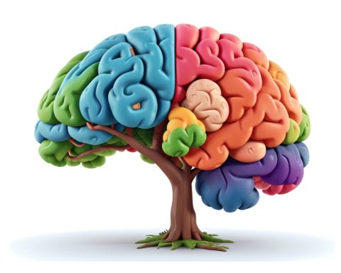 Our brain does not “fully develop” all at once at age 25: this is what neuroscience says